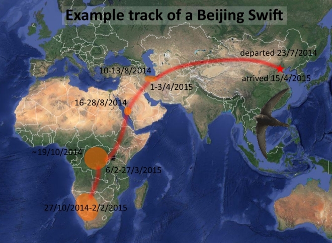 Out of Africa! The Beijing Swift’s Incredible Journey Charted At Last